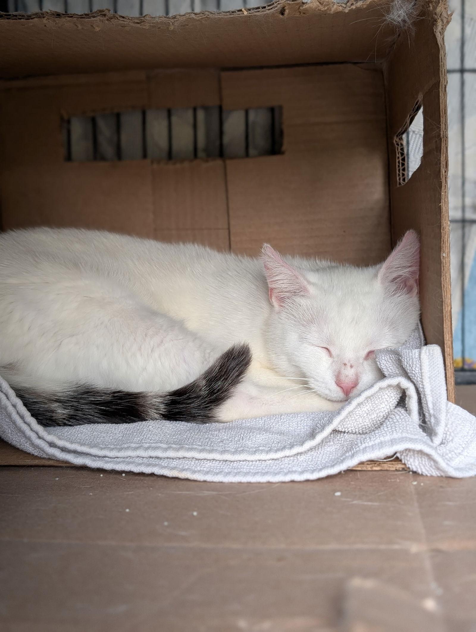 Marshmallow (th), a Adoptable Domestic Short Hair in White Bluff, TN image 1/3