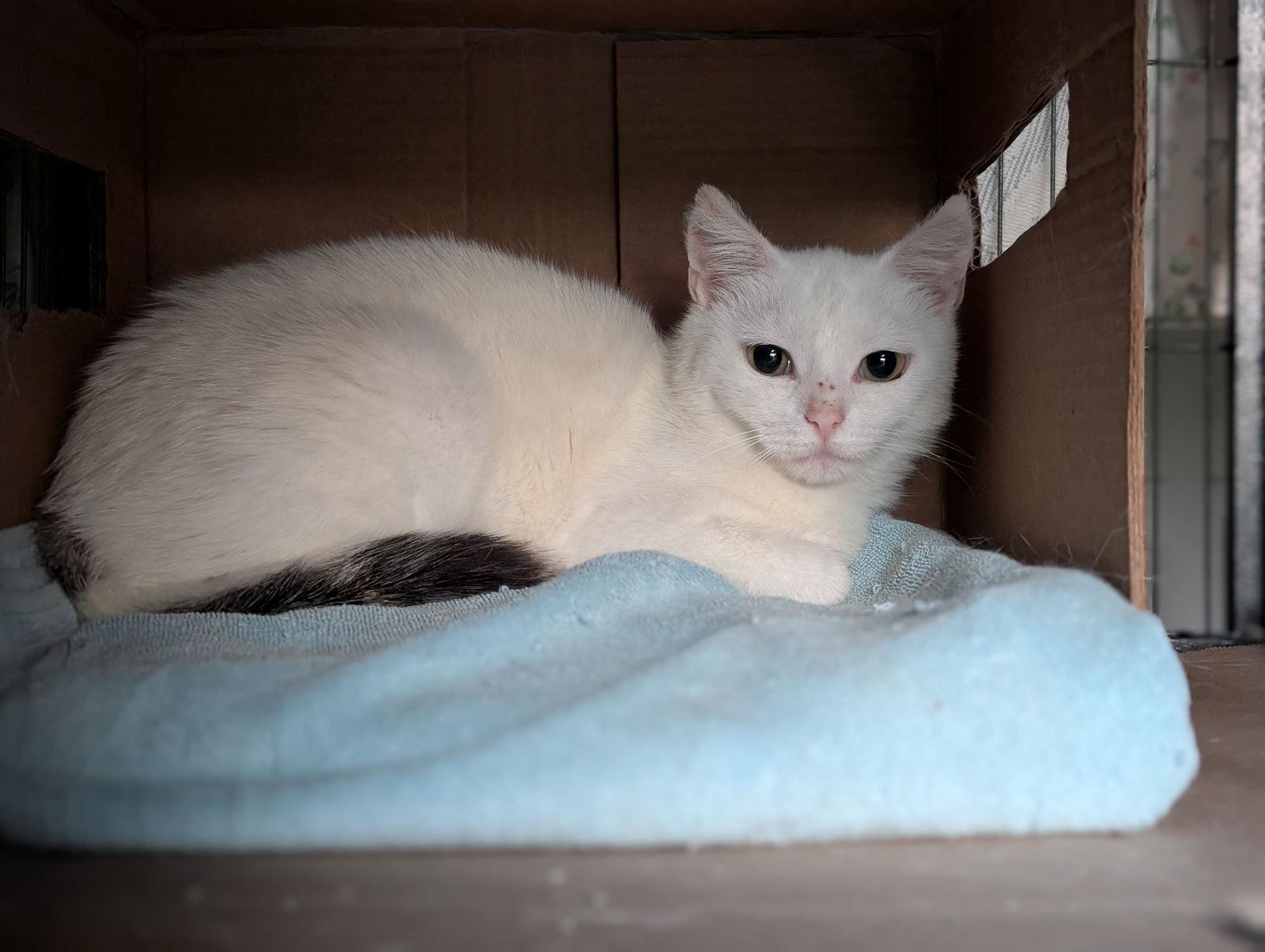 Marshmallow (th), a Adoptable Domestic Short Hair in White Bluff, TN image 2/3