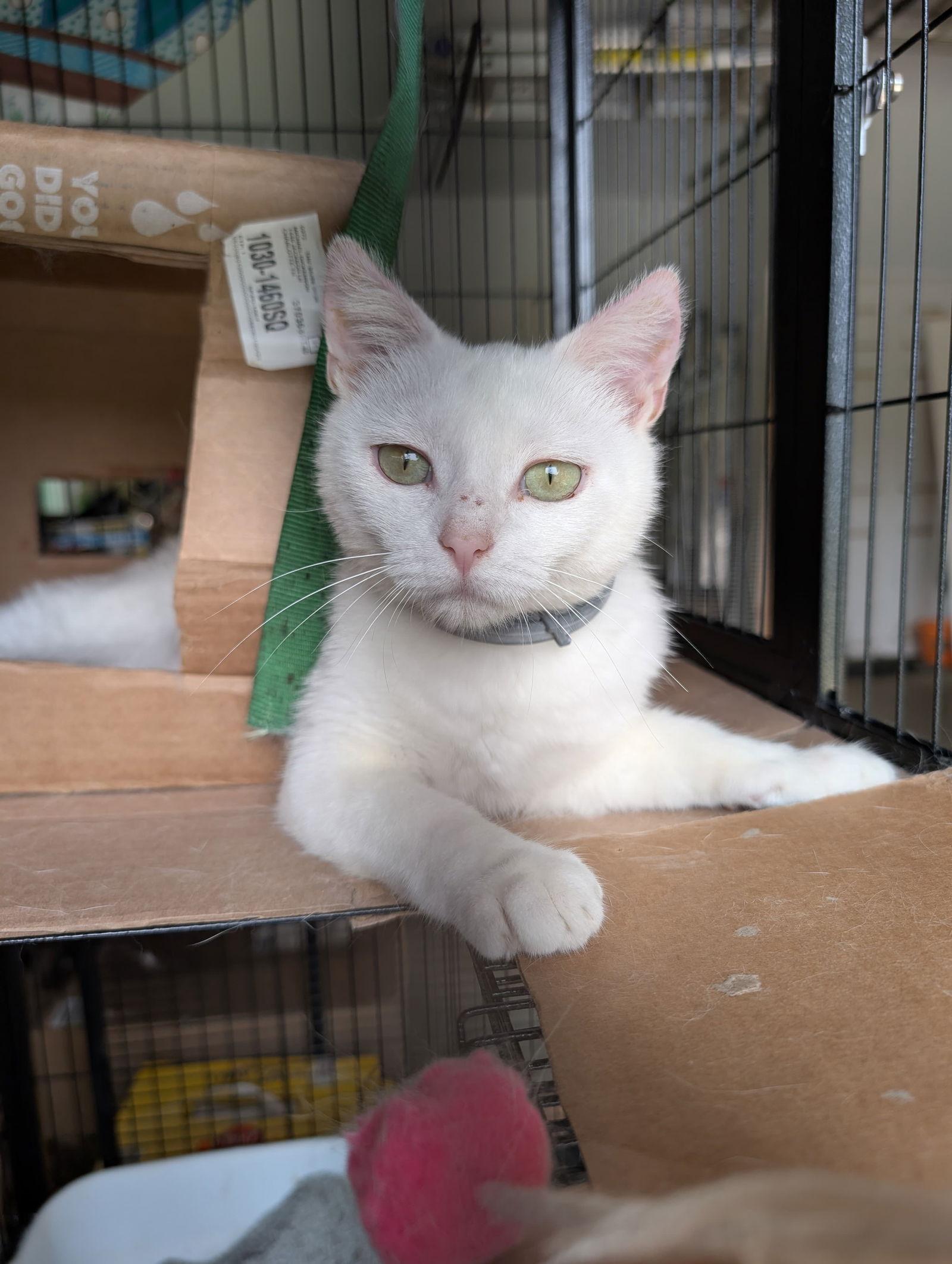 Marshmallow (th), a Adoptable Domestic Short Hair in White Bluff, TN image 3/3