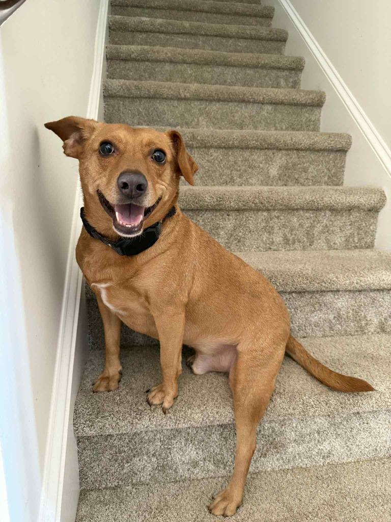 Romeo, Adoptable, Adult Male Dachshund & Hound.