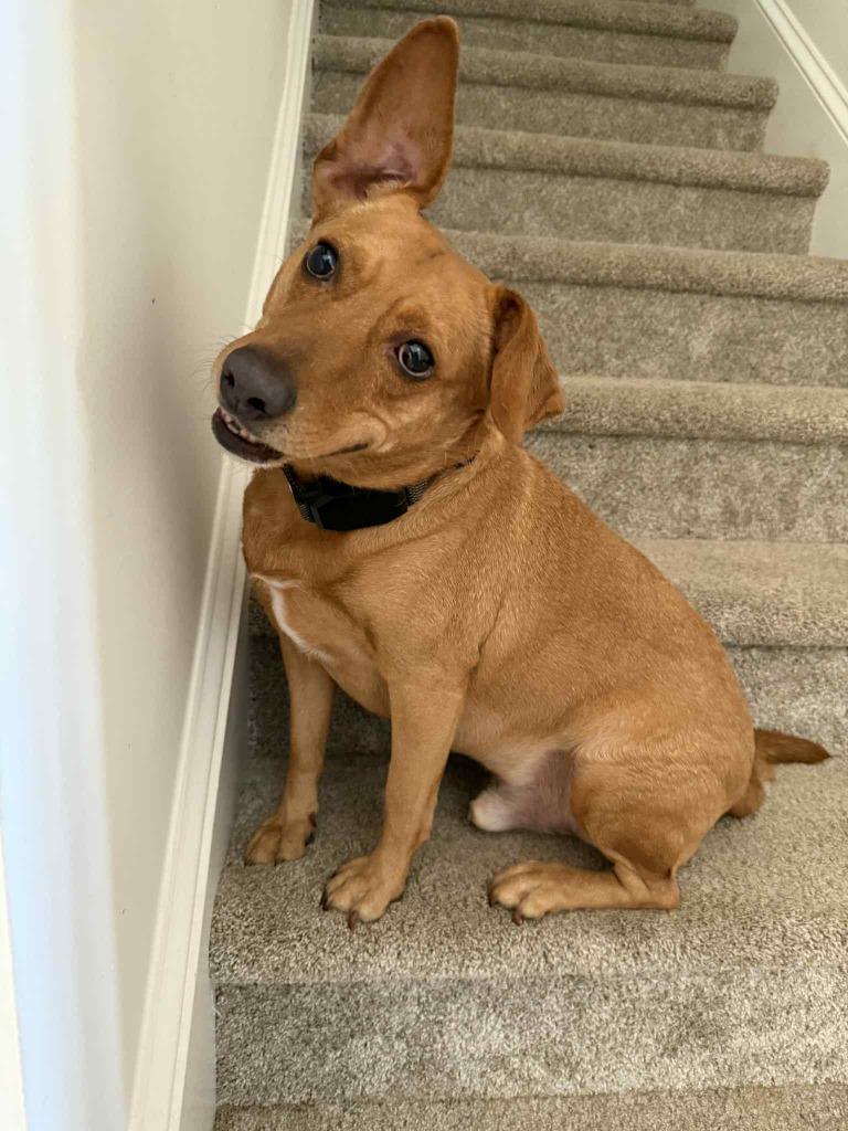 Romeo, a Adoptable mixed breed in Waxhaw, NC image 1/6