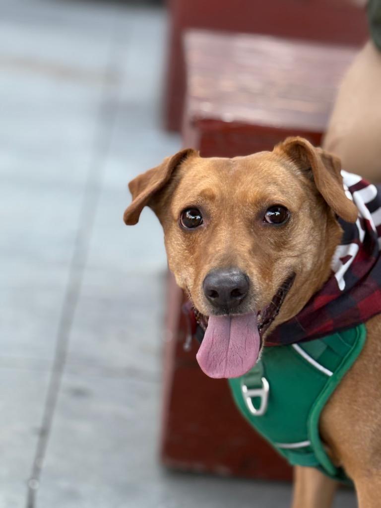 Enlarge Romeo, a Adoptable mixed breed in Waxhaw, NC image 3/6