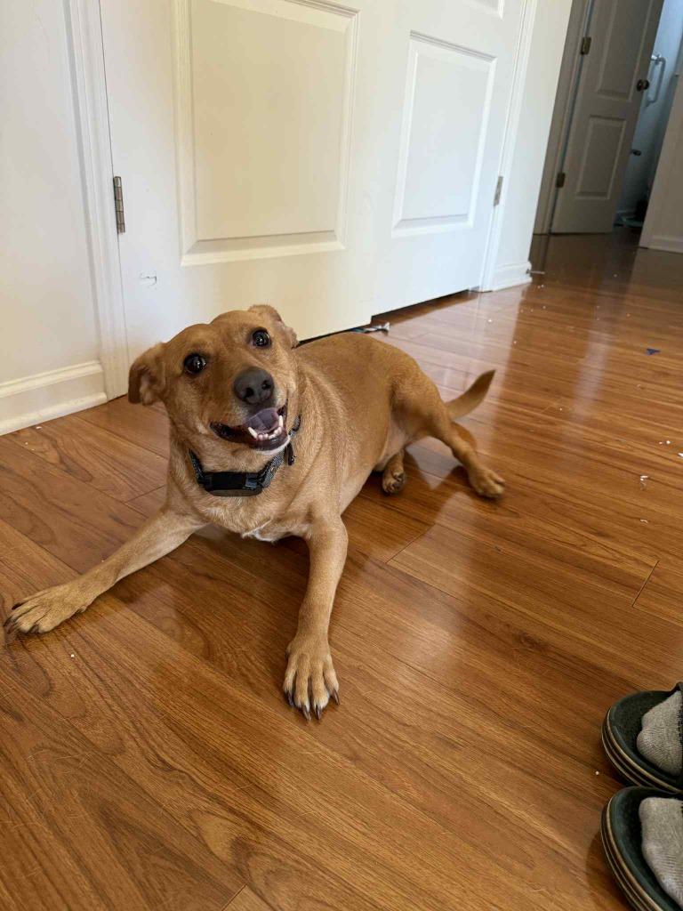 Enlarge Romeo, a Adoptable mixed breed in Waxhaw, NC image 2/4