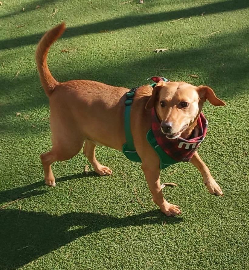 Romeo, a Adoptable mixed breed in Waxhaw, NC image 2/6