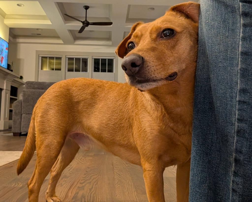 Romeo, a Adoptable mixed breed in Waxhaw, NC image 5/6