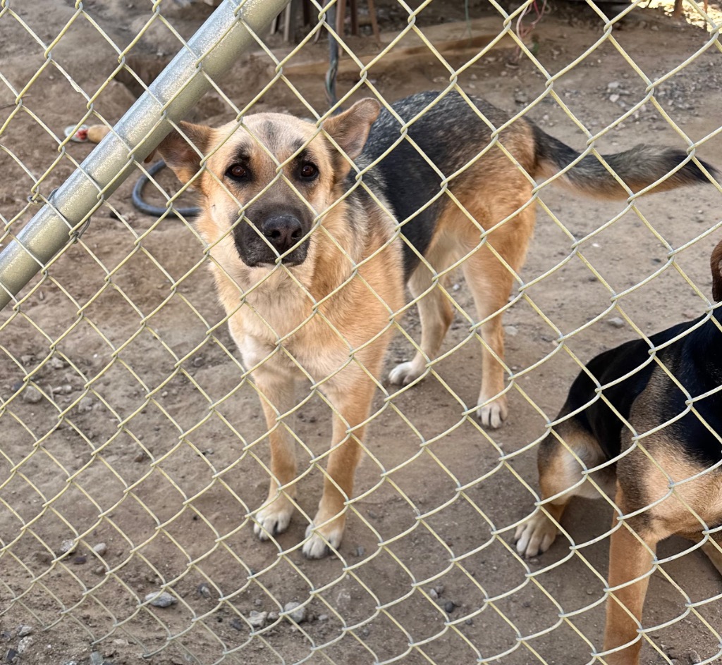 Enlarge Ariel, a Adoptable German Shepherd Dog in Mira Loma, CA image 1/1