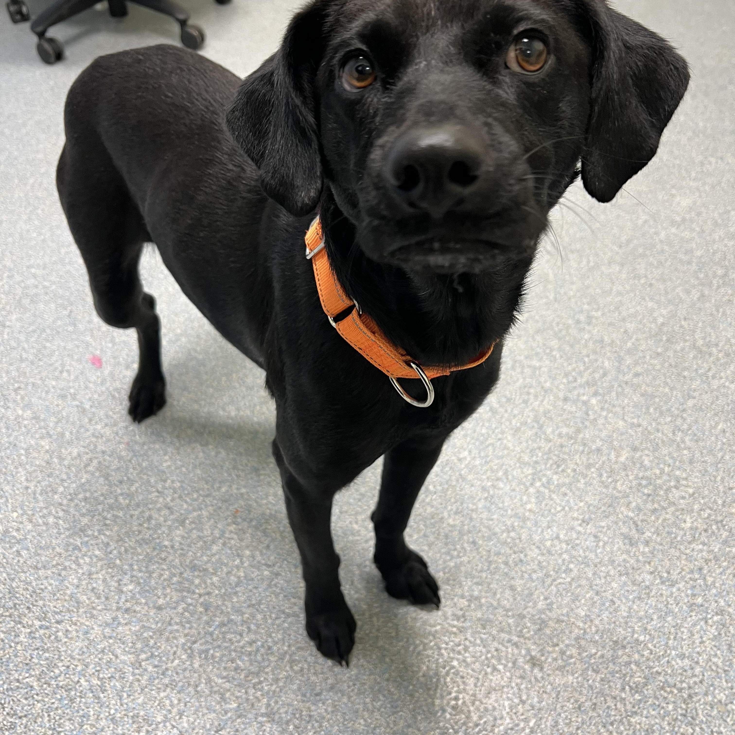 Prickly Pear, adopted, Adult Female Mixed Breed.