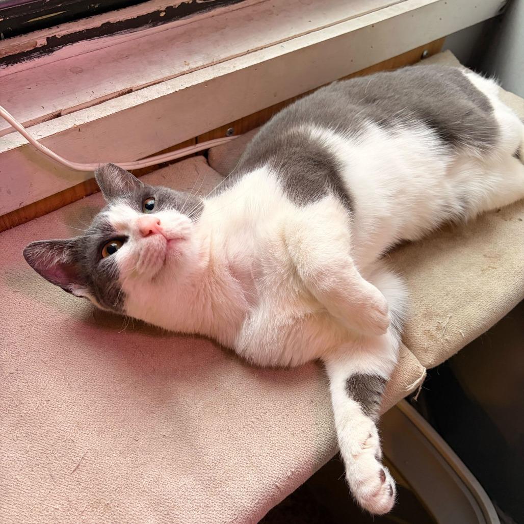 Enlarge Squid, a Adoptable Domestic Short Hair in New York, NY image 1/5