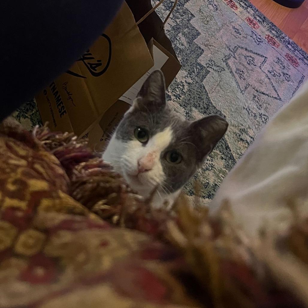 Enlarge Squid, a Adoptable Domestic Short Hair in New York, NY image 2/5