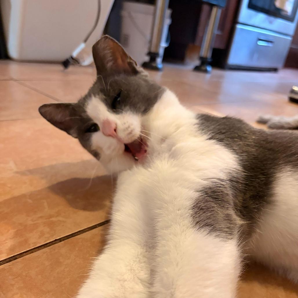 Enlarge Squid, a Adoptable Domestic Short Hair in New York, NY image 3/5