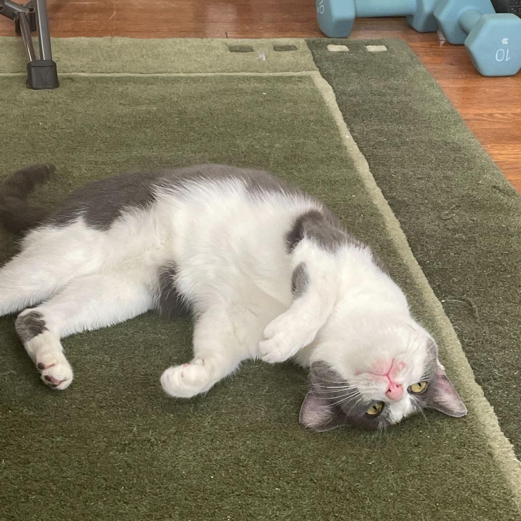 Enlarge Squid, a Adoptable Domestic Short Hair in New York, NY image 5/5