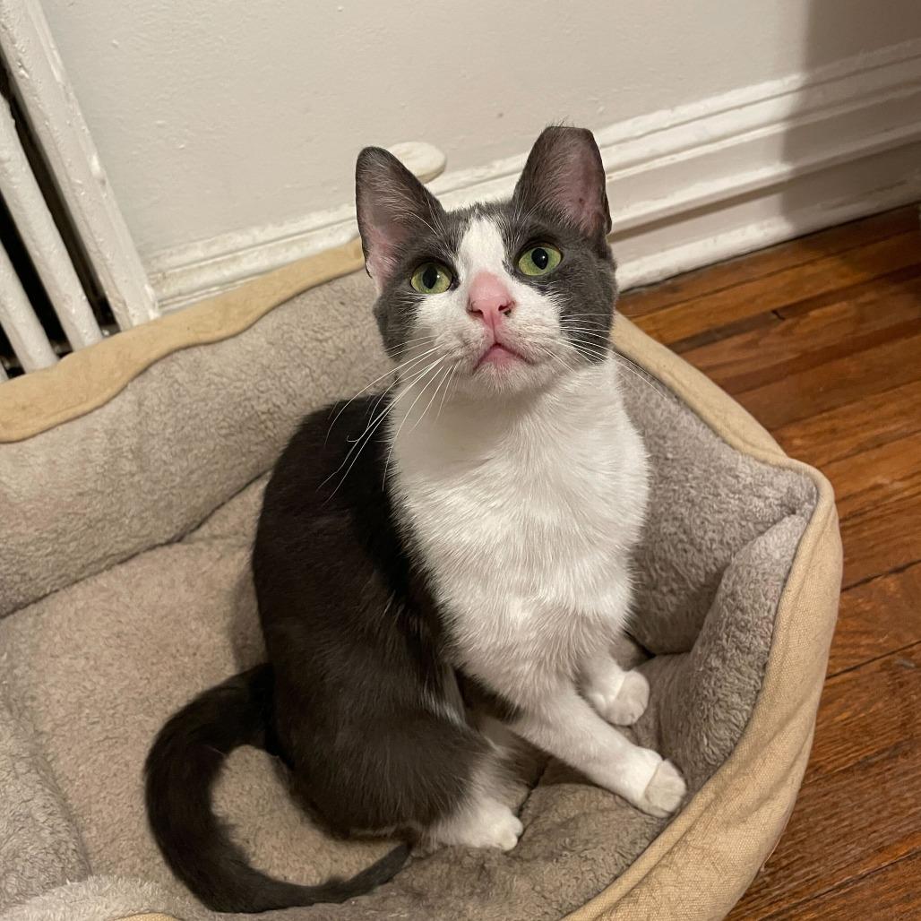 Enlarge Squid, a Adoptable Domestic Short Hair in New York, NY image 6/6