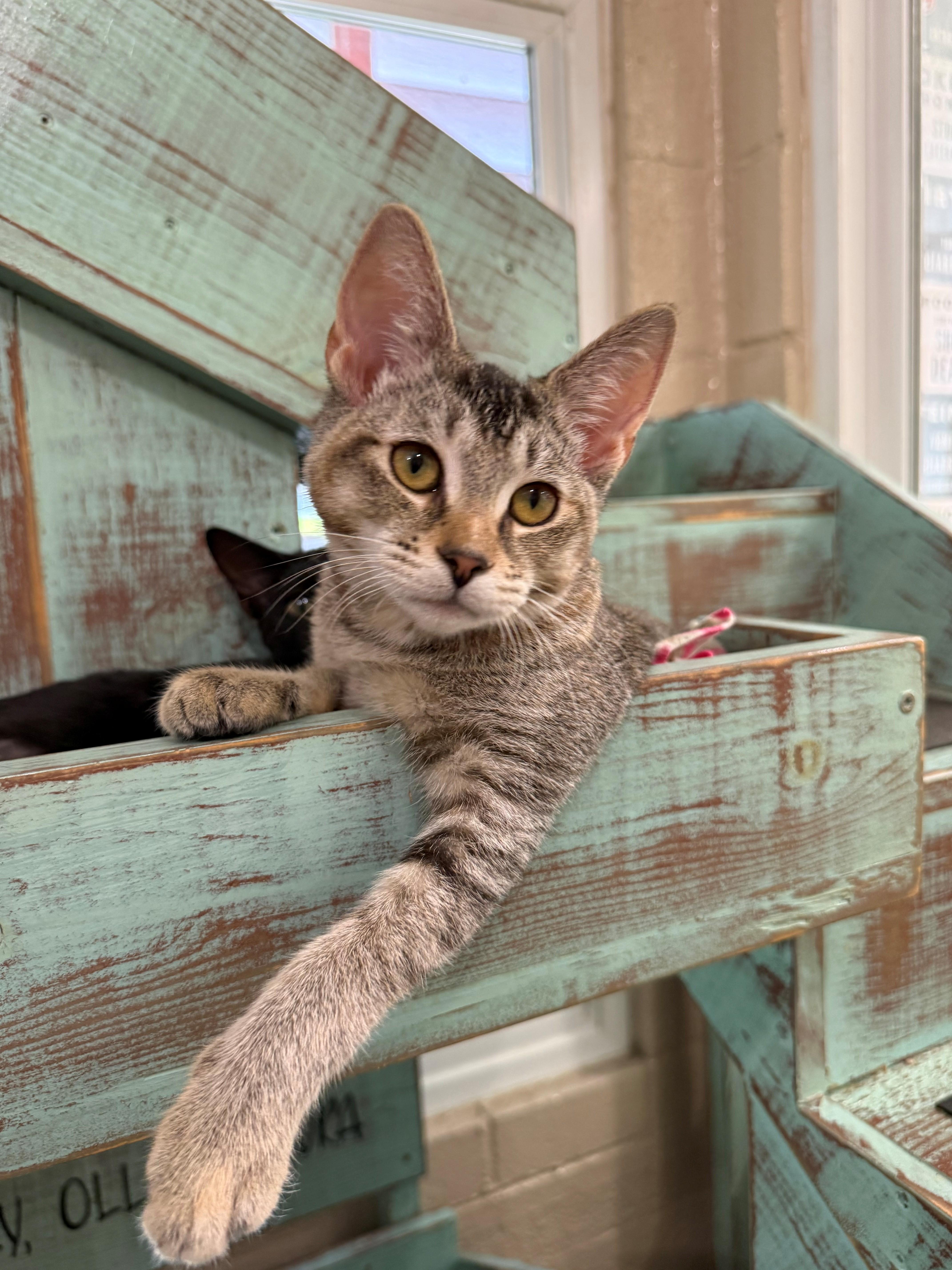 Enlarge Abby, an adopted Domestic Short Hair in Laguna Beach, CA image 1/3