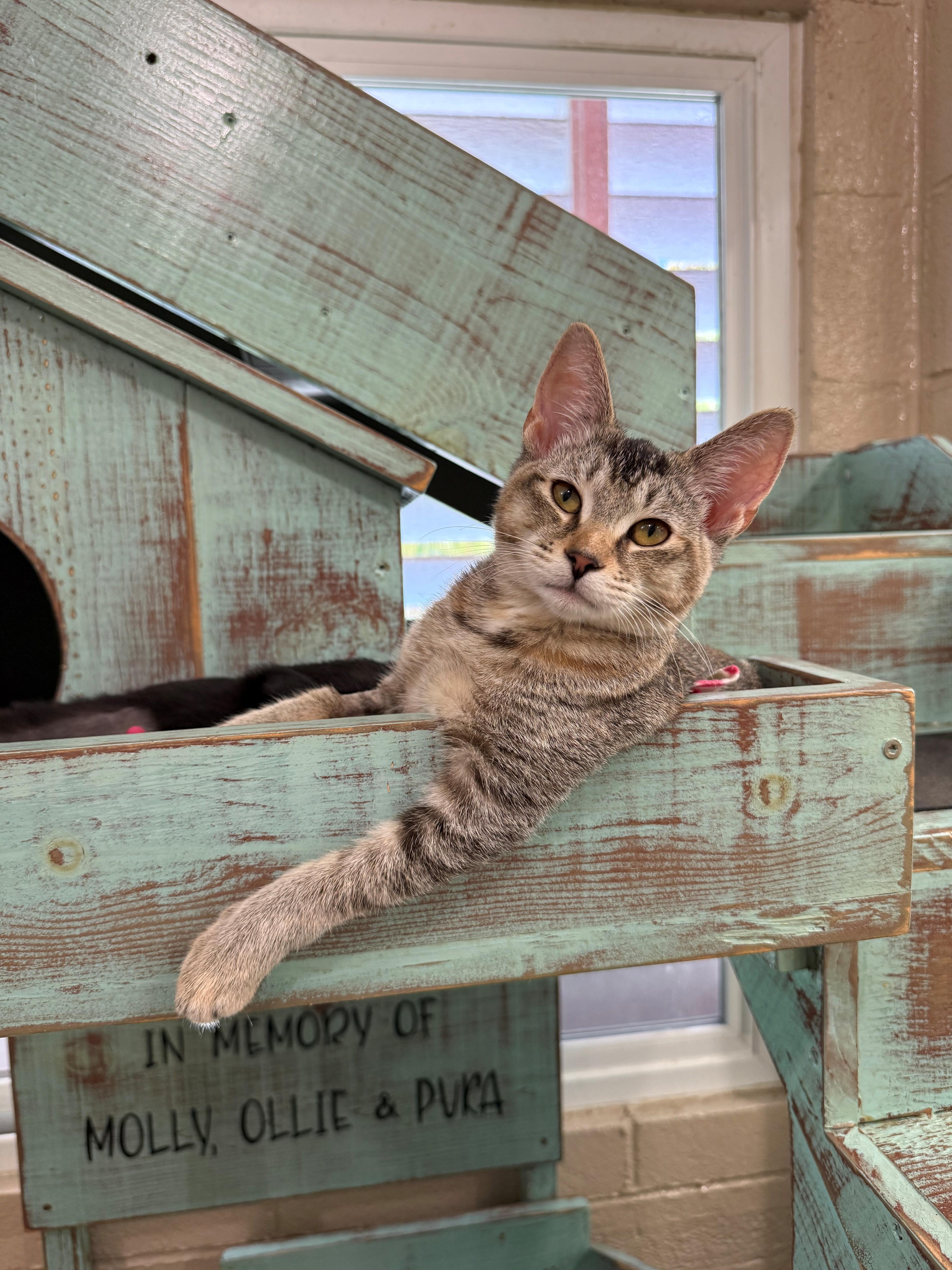 Enlarge Abby, an adopted Domestic Short Hair in Laguna Beach, CA image 2/3