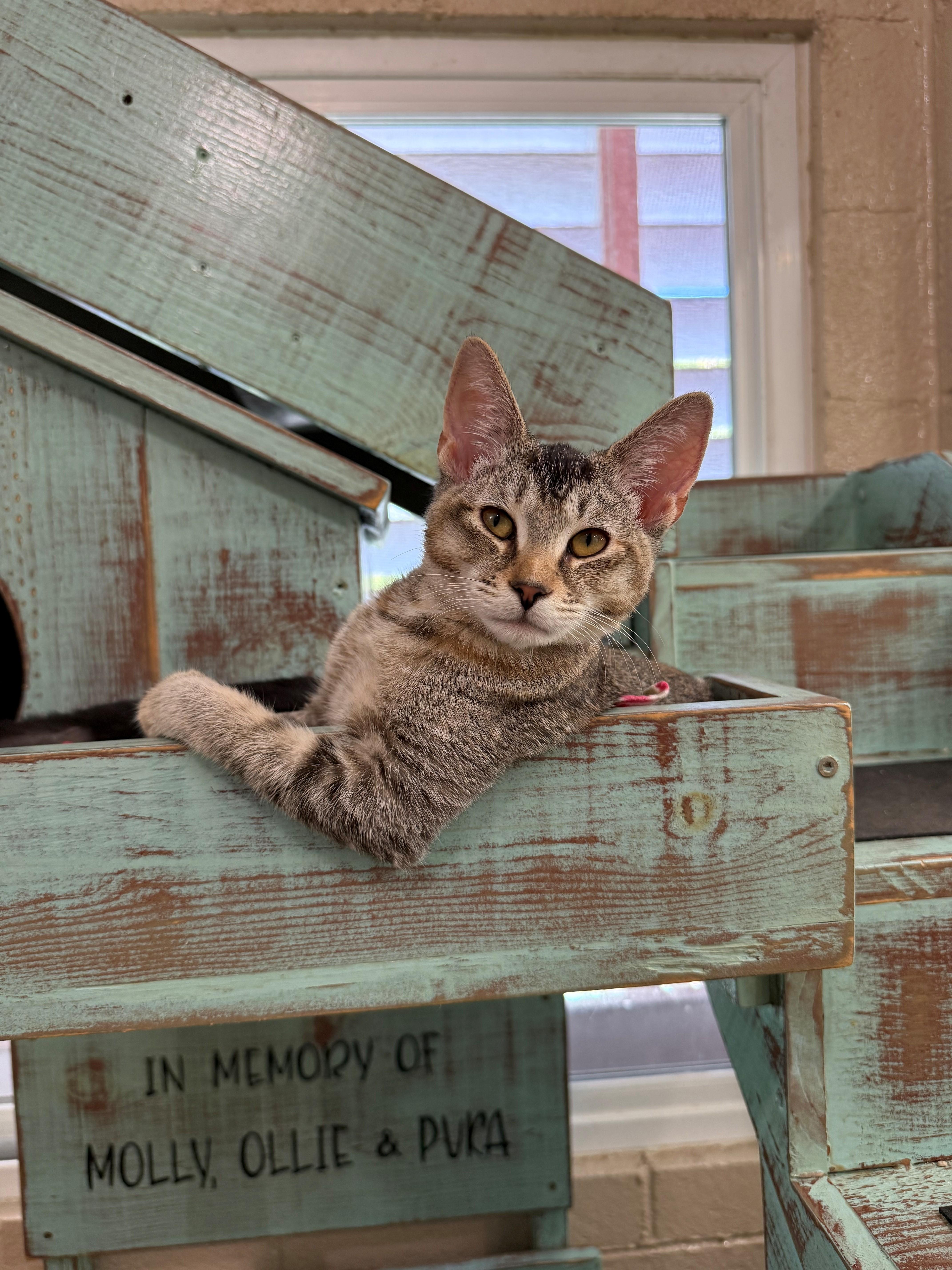Enlarge Abby, an adopted Domestic Short Hair in Laguna Beach, CA image 3/3