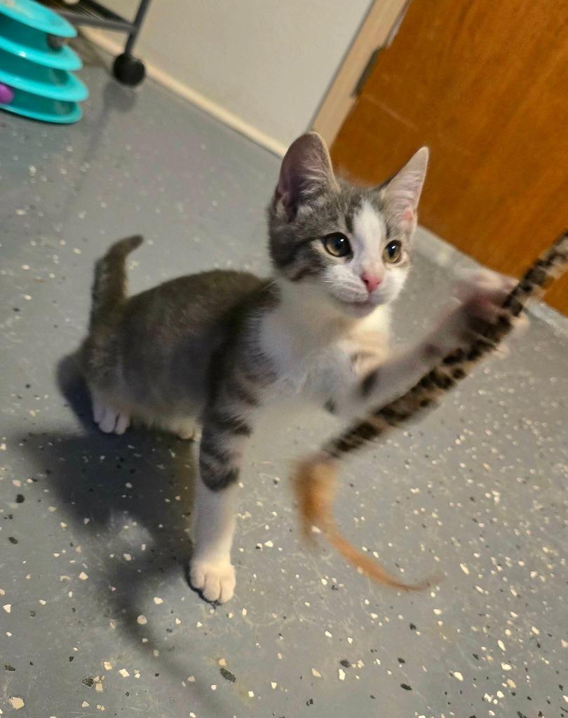 Eddie, Adoptable, Kitten Male Domestic Short Hair.