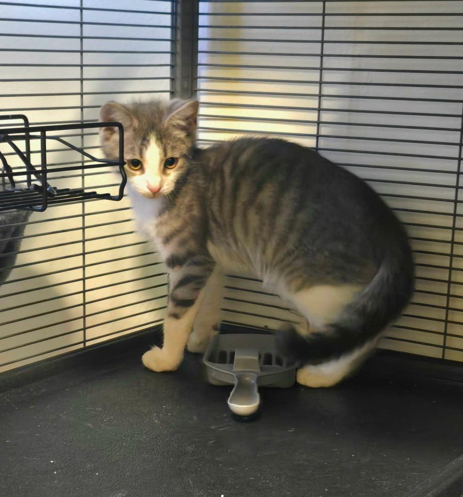 Enlarge Eddie, a Adoptable mixed breed in Miami, OK image 2/5