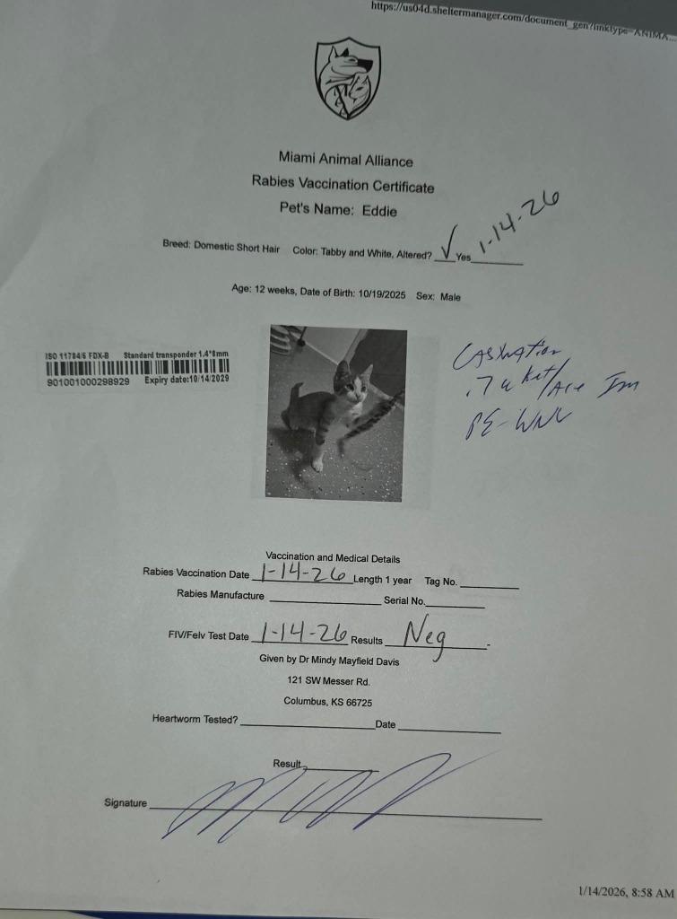 Enlarge Eddie, a Adoptable mixed breed in Miami, OK image 3/5