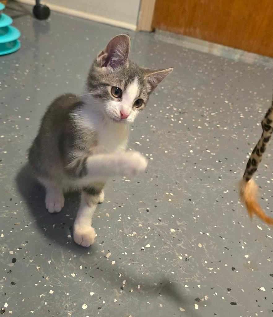 Enlarge Eddie, a Adoptable mixed breed in Miami, OK image 4/5