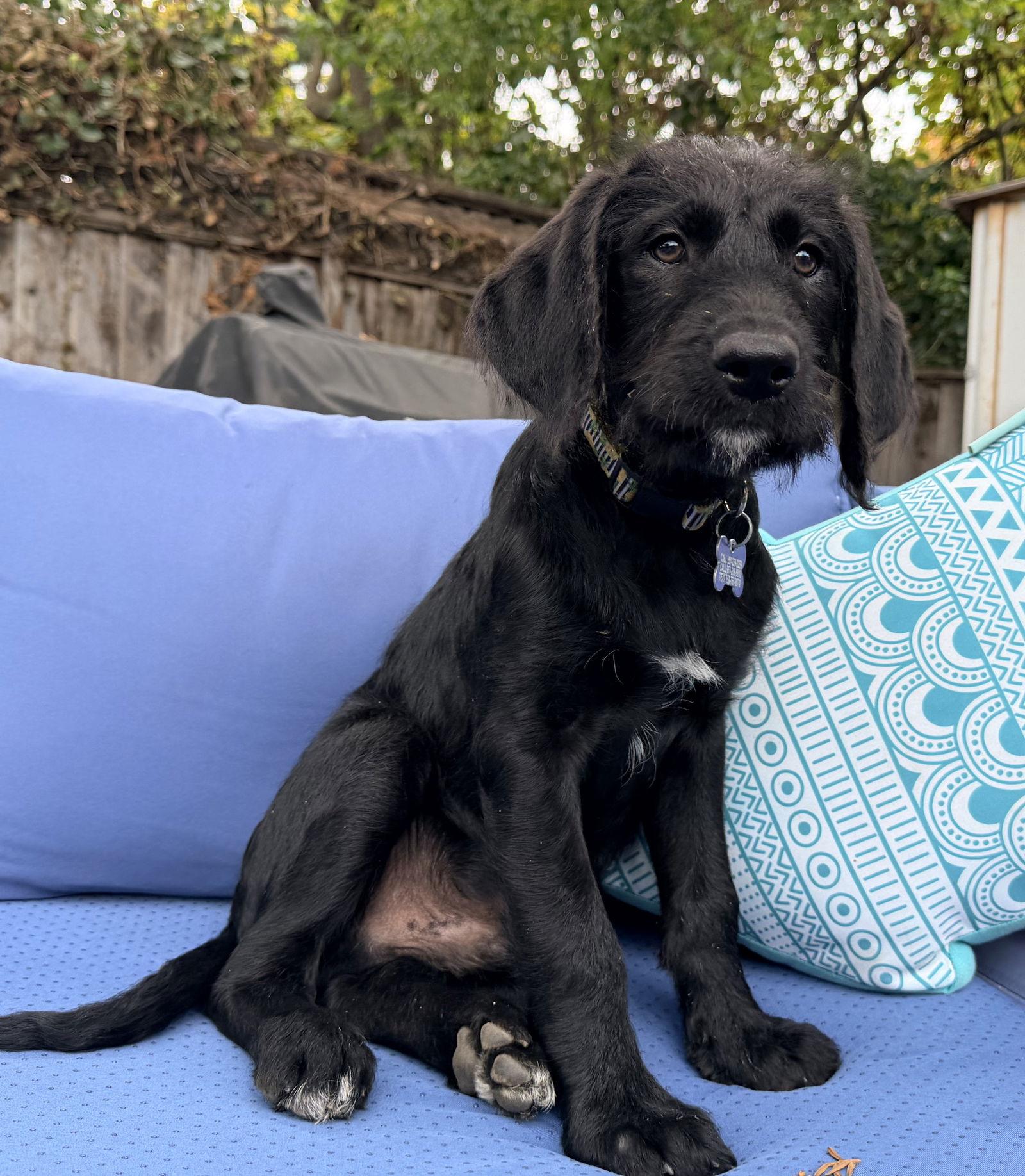 Enlarge Moose, a Adoptable mixed breed in Palo Alto, CA image 1/3