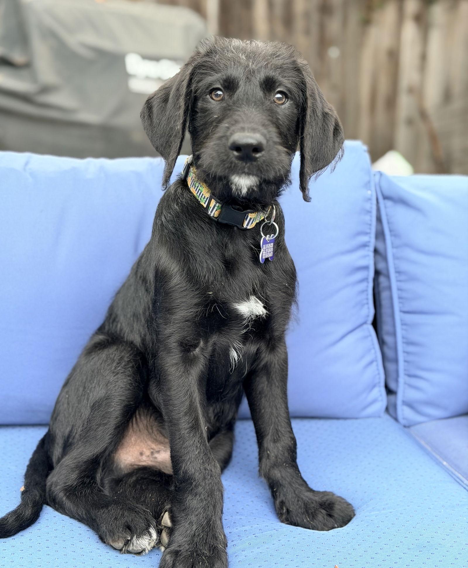 Enlarge Moose, a Adoptable mixed breed in Palo Alto, CA image 2/3