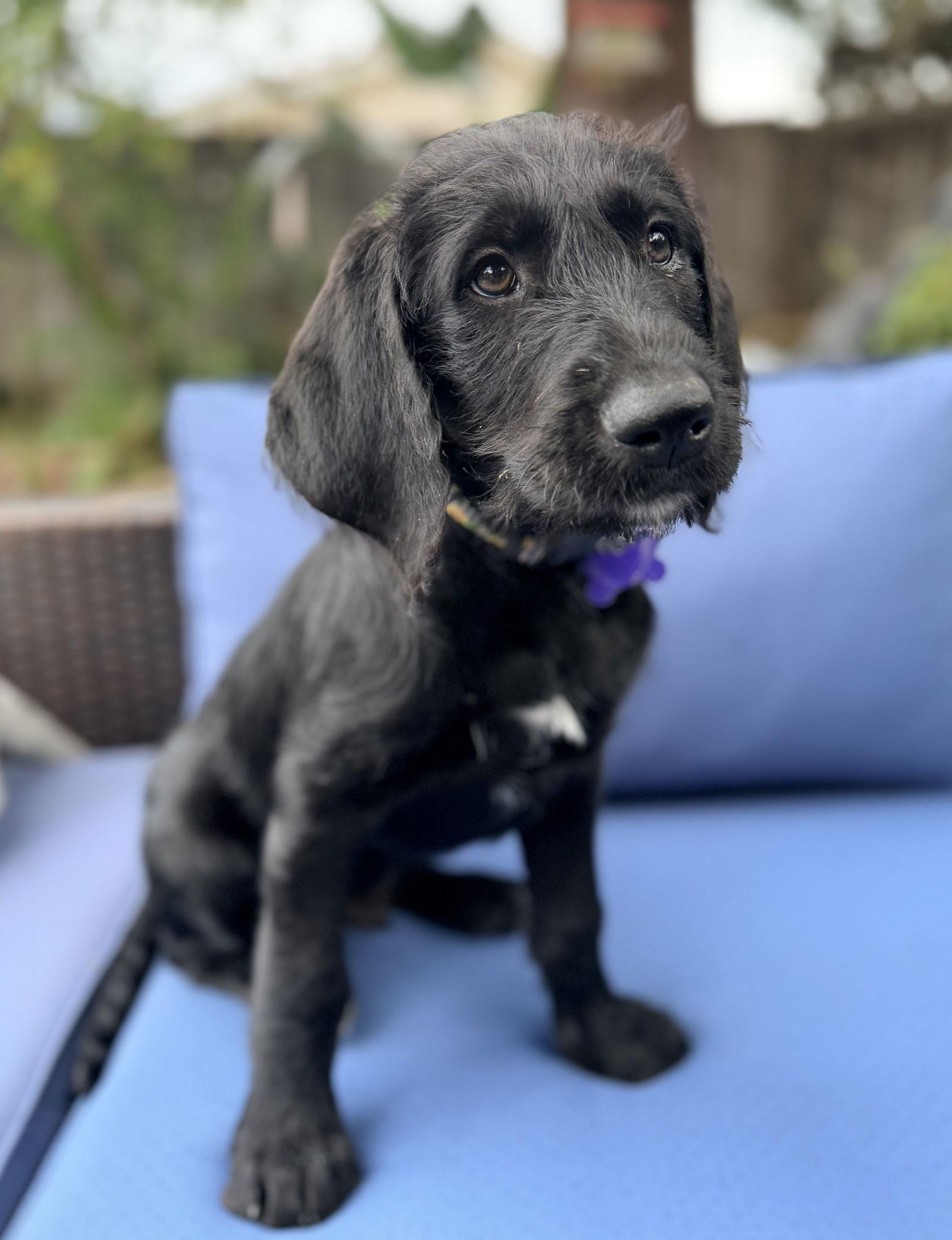 Enlarge Moose, a Adoptable mixed breed in Palo Alto, CA image 3/3
