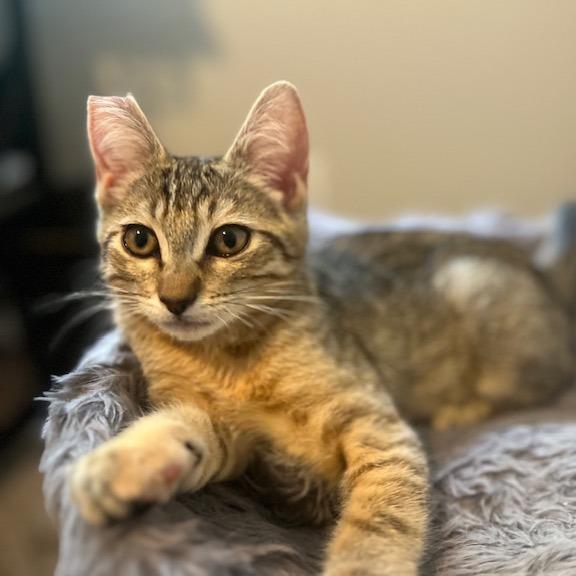 Enlarge Darla, a Adoptable Domestic Short Hair in Talent, OR image 1/5