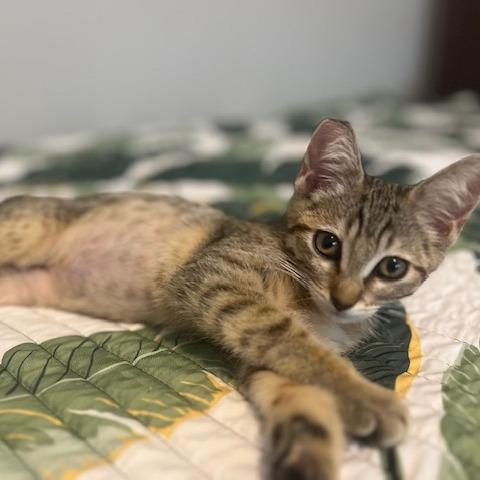 Enlarge Darla, a Adoptable Domestic Short Hair in Talent, OR image 2/5