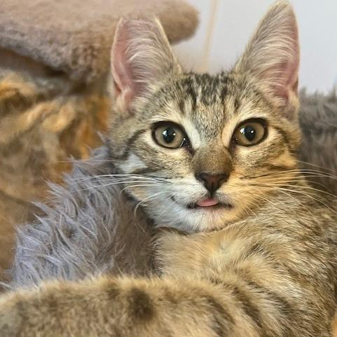 Enlarge Darla, a Adoptable Domestic Short Hair in Talent, OR image 3/5