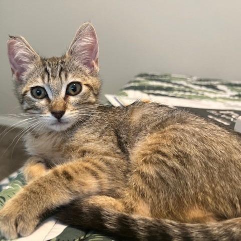 Enlarge Darla, a Adoptable Domestic Short Hair in Talent, OR image 4/5