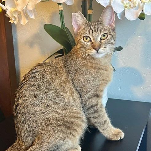 Enlarge Darla, a Adoptable Domestic Short Hair in Talent, OR image 5/5