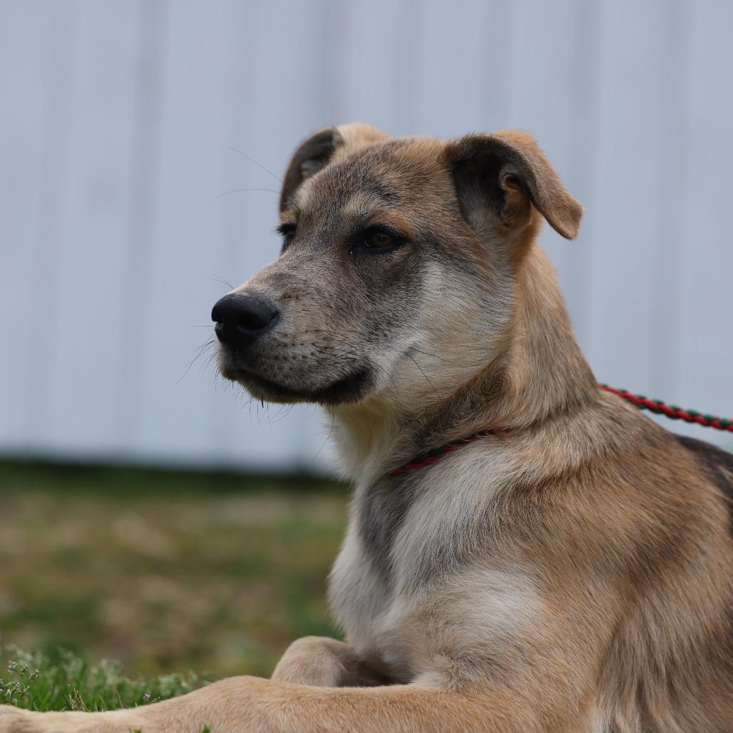 Enlarge Bear2, a Adoptable Mixed Breed in Hohenwald, TN image 1/2