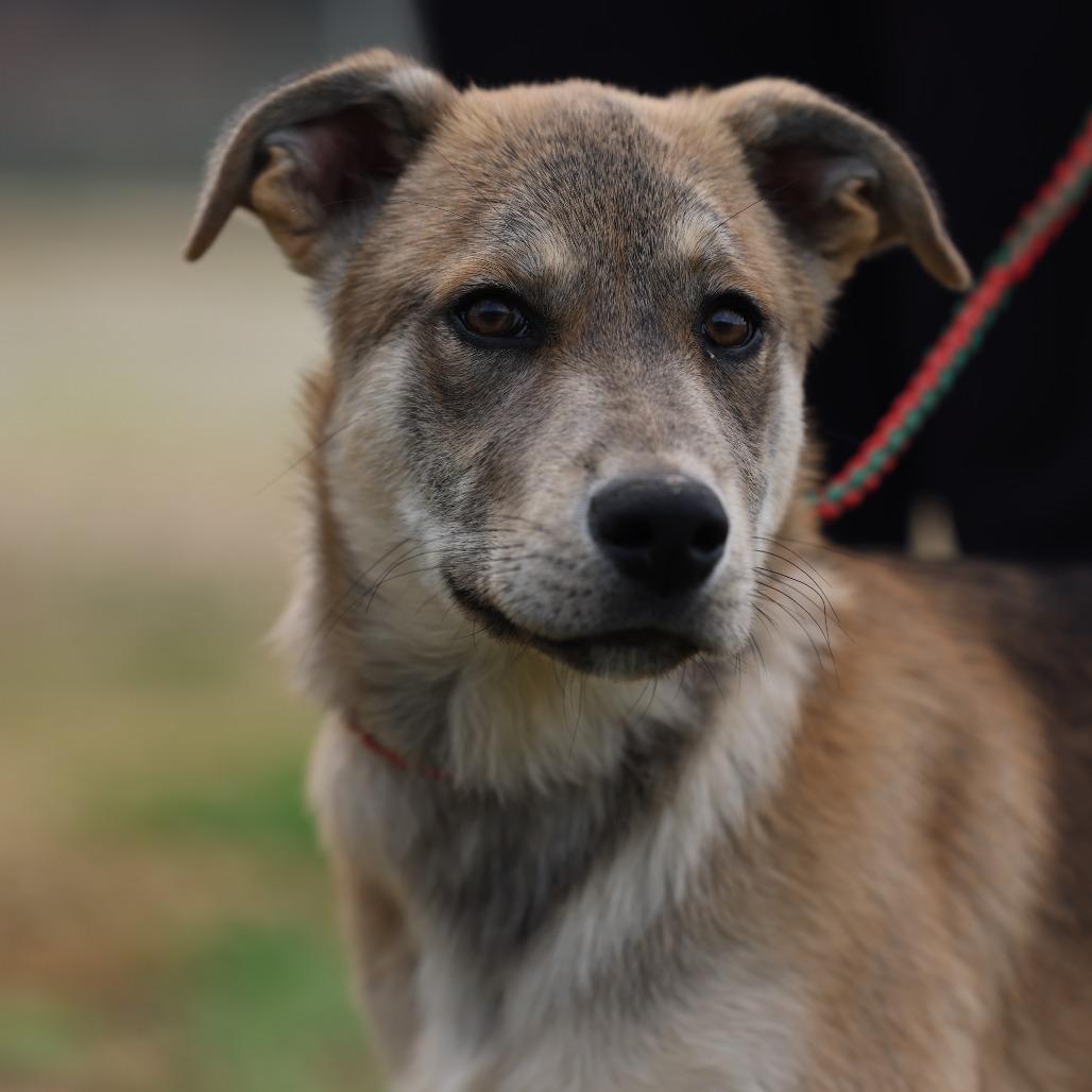 Enlarge Bear2, a Adoptable Mixed Breed in Hohenwald, TN image 2/2