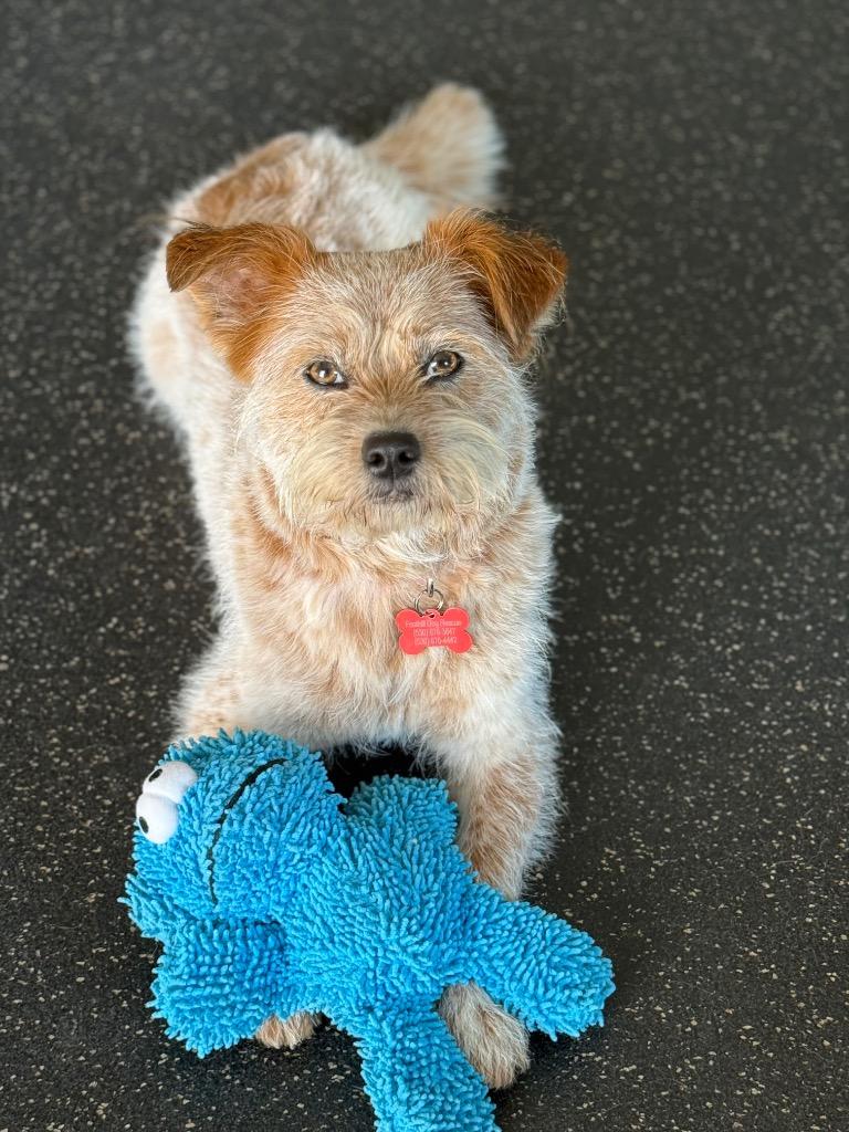 Enlarge 26Telluride, a ADOPTABLE mixed breed in Shingle Springs, CA image 2/3