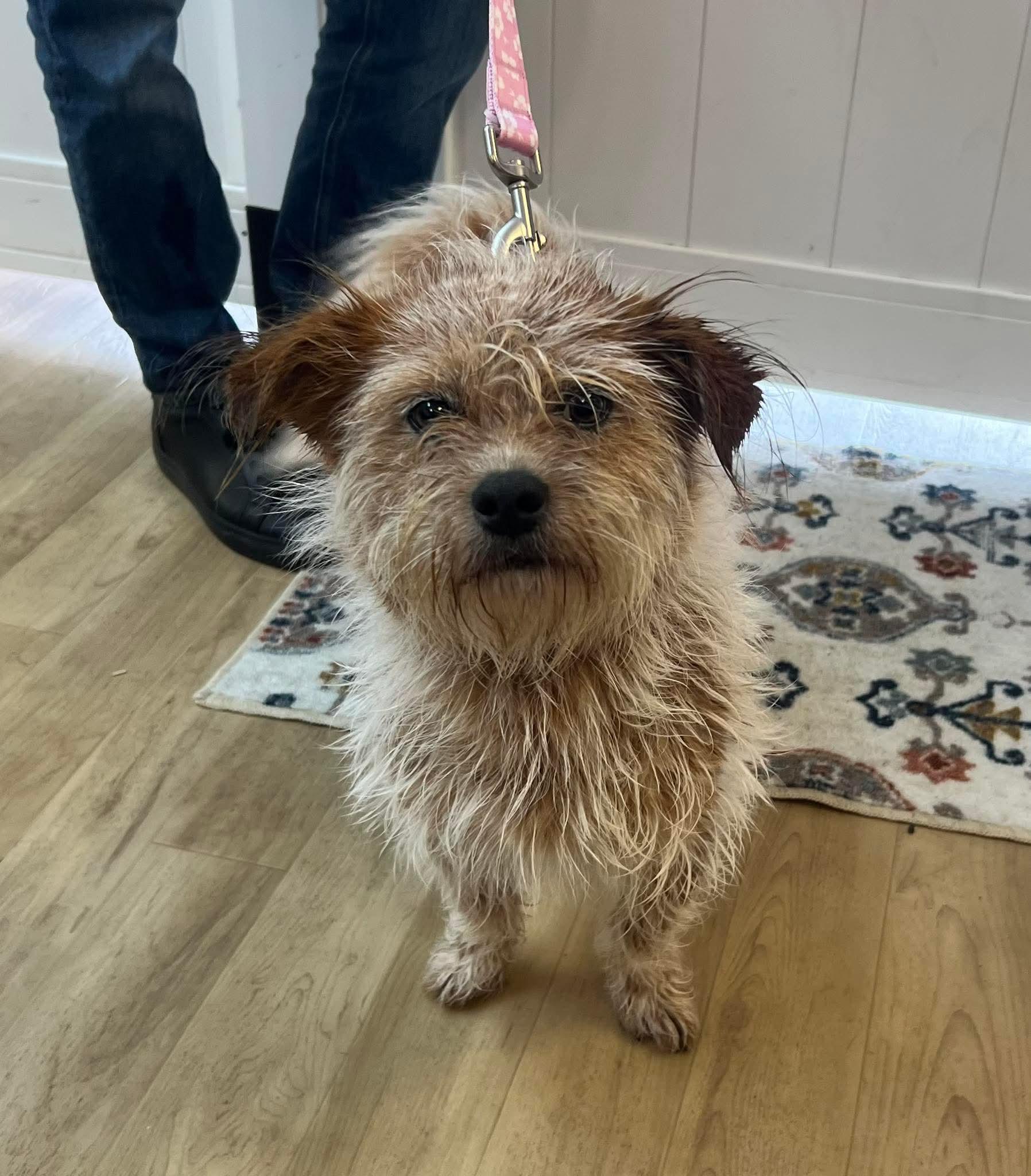 Enlarge 26Telluride, a ADOPTABLE mixed breed in Shingle Springs, CA image 3/3