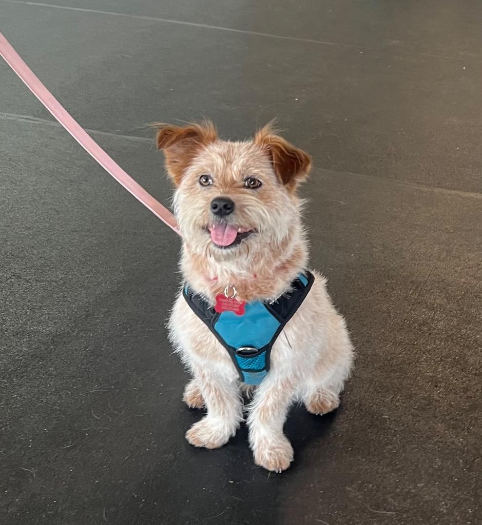 Enlarge 26Telluride, a ADOPTABLE mixed breed in Shingle Springs, CA image 1/3