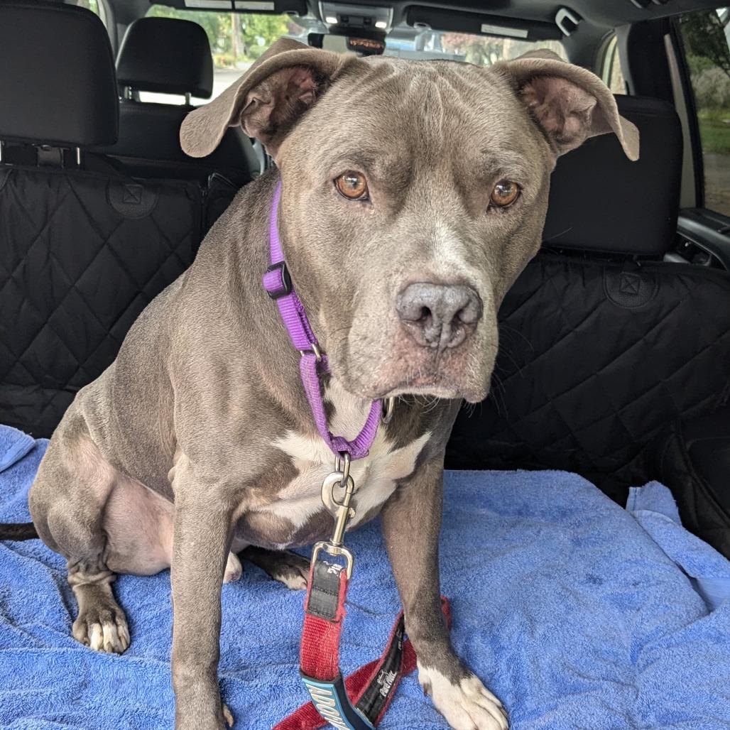 Bluey, a Adoptable mixed breed in Durango, CO image 1/6