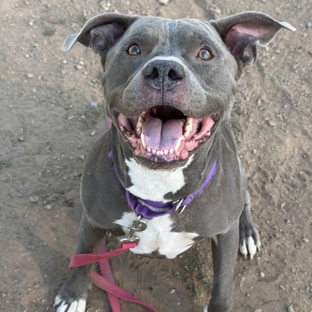 Bluey, a Adoptable mixed breed in Durango, CO image 2/6