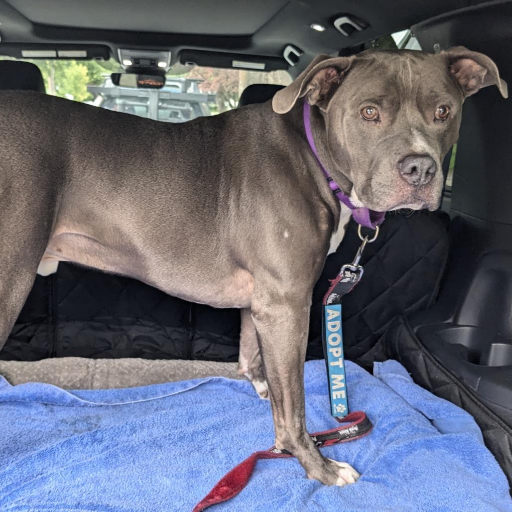 Bluey, a Adoptable mixed breed in Durango, CO image 3/6