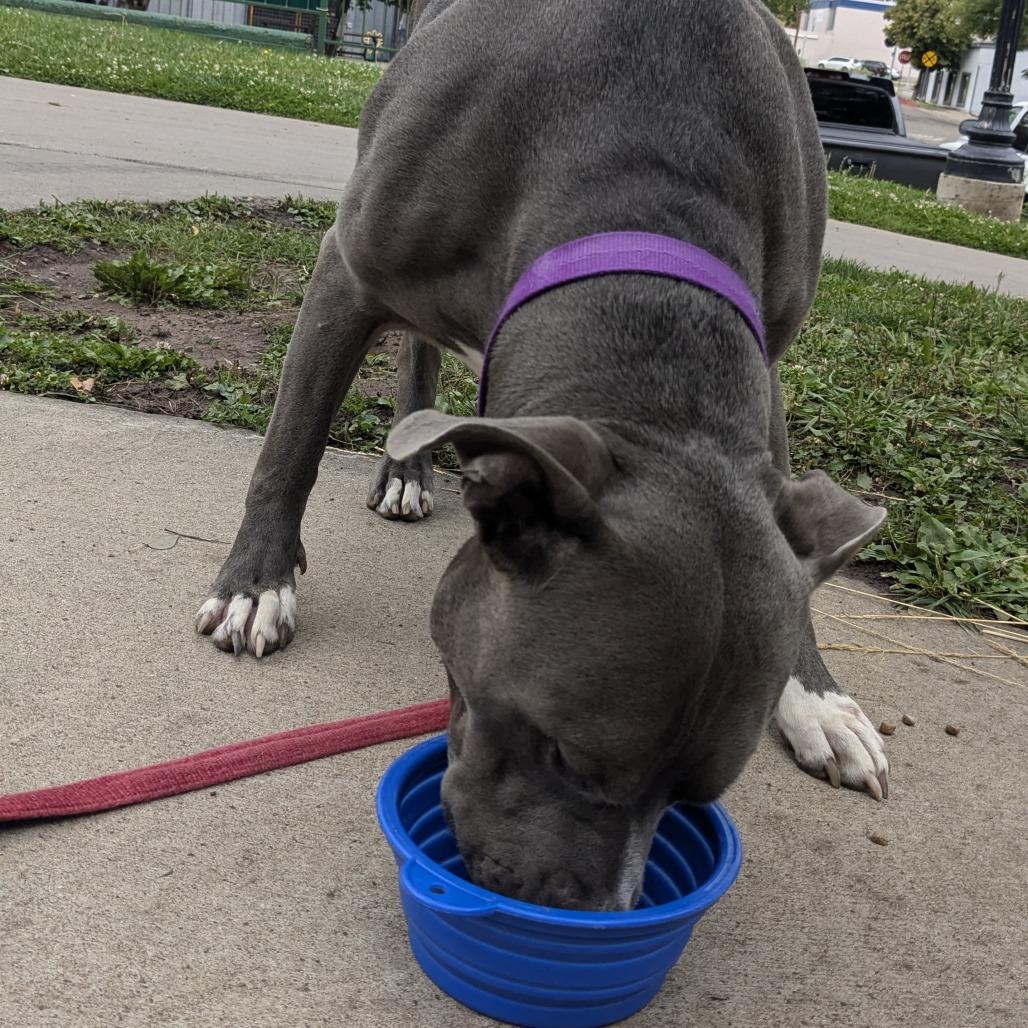 Bluey, a Adoptable mixed breed in Durango, CO image 4/6