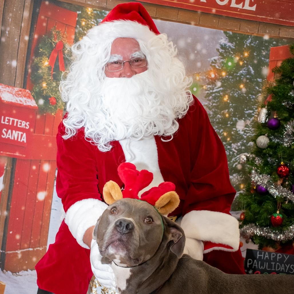 Bluey, a Adoptable mixed breed in Durango, CO image 5/6