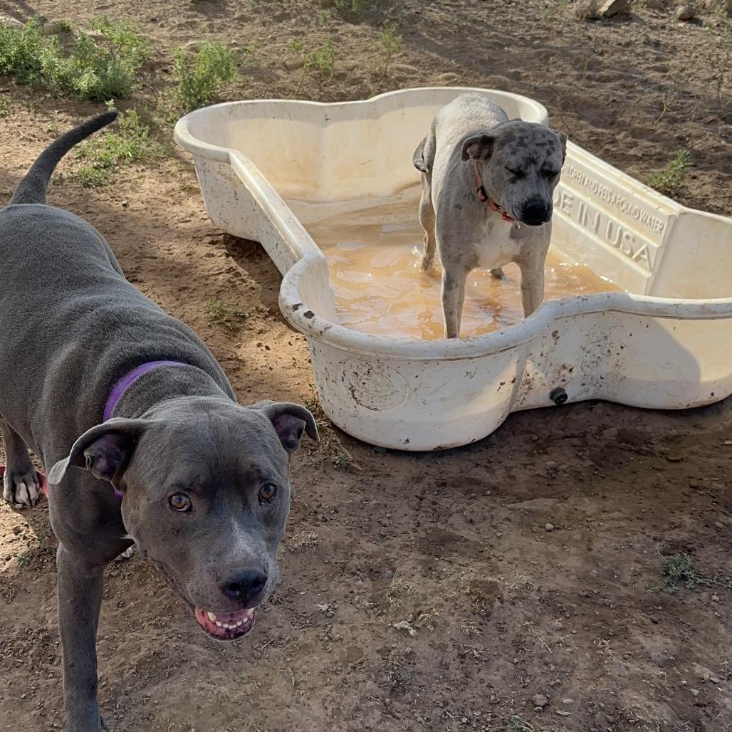 Bluey, a Adoptable mixed breed in Durango, CO image 6/6