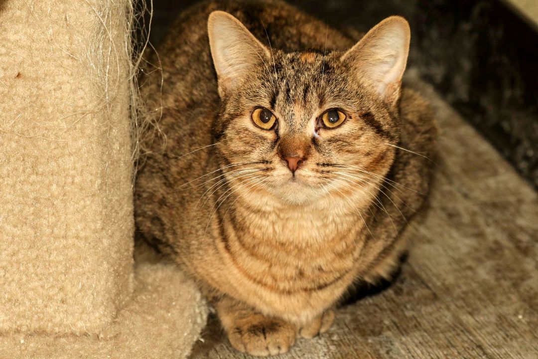 Peggy, Adoptable, Young Female Domestic Short Hair.