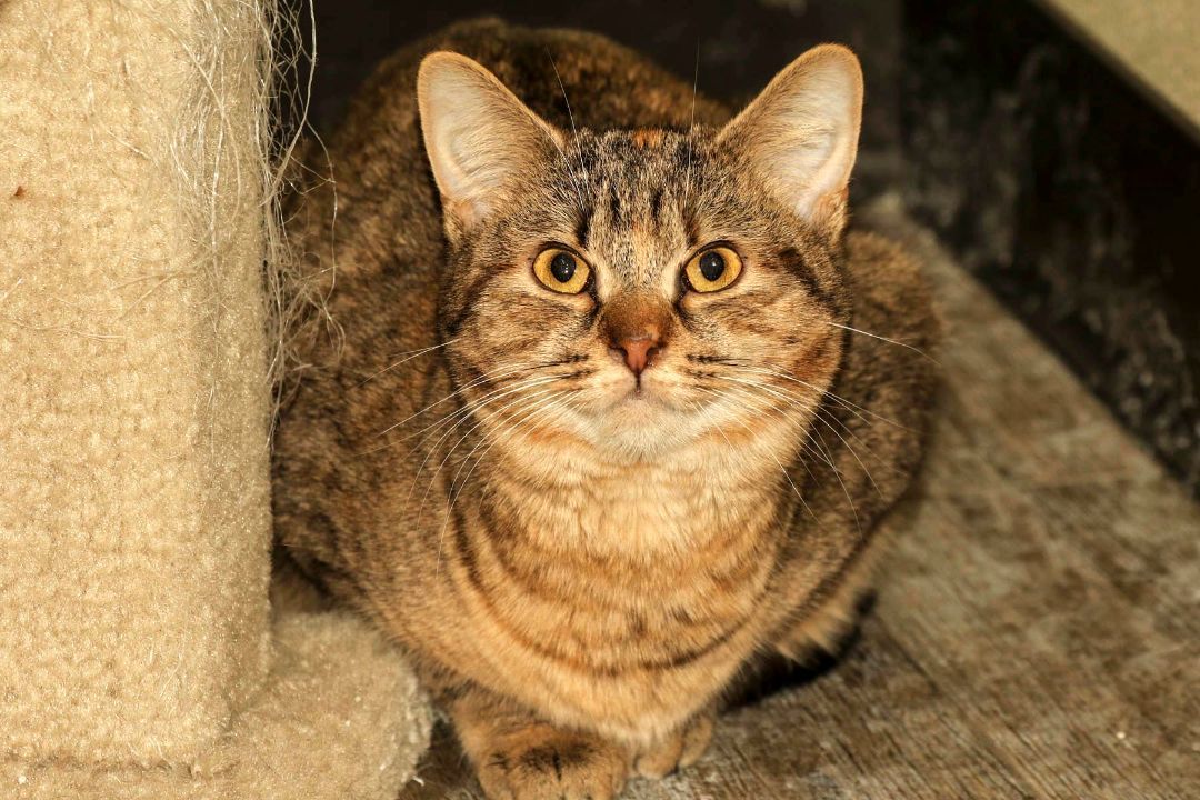 Peggy, a Adoptable Domestic Short Hair in Cashiers, NC image 2/5