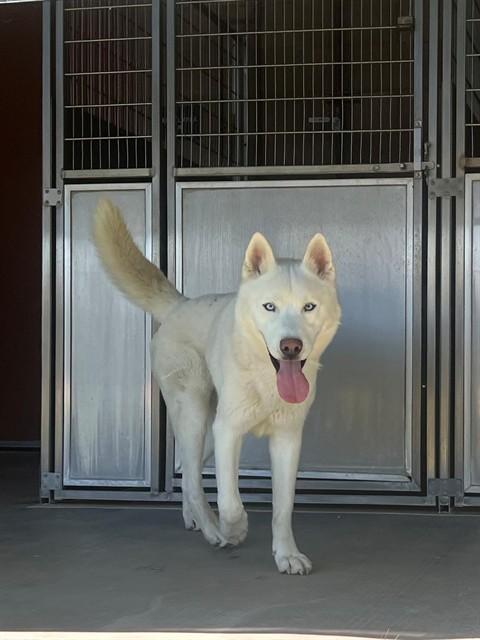 Enlarge GHOST, a Adoptable Siberian Husky in Blythe, CA image 1/1