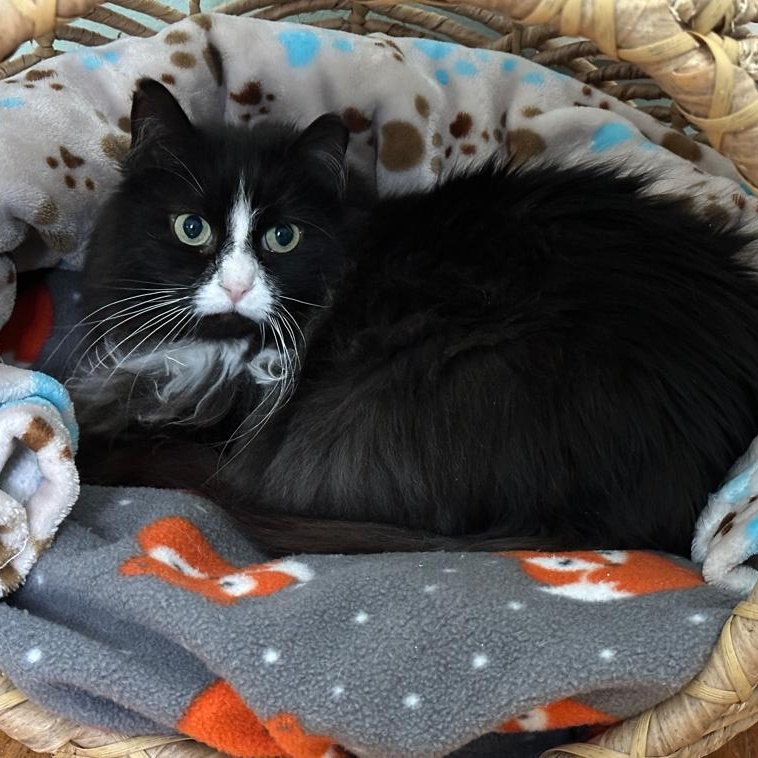 Enlarge Wendy (Sweet Girl), a Adoptable Domestic Long Hair in Rochester, NY image 4/5