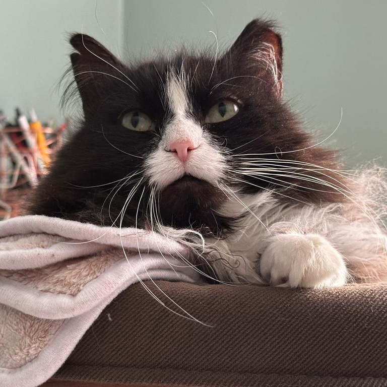 Enlarge Wendy (Sweet Girl), a Adoptable Domestic Long Hair in Rochester, NY image 2/5