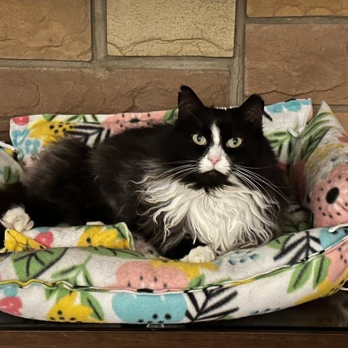 Enlarge Wendy (Sweet Girl), a Adoptable Domestic Long Hair in Rochester, NY image 5/5