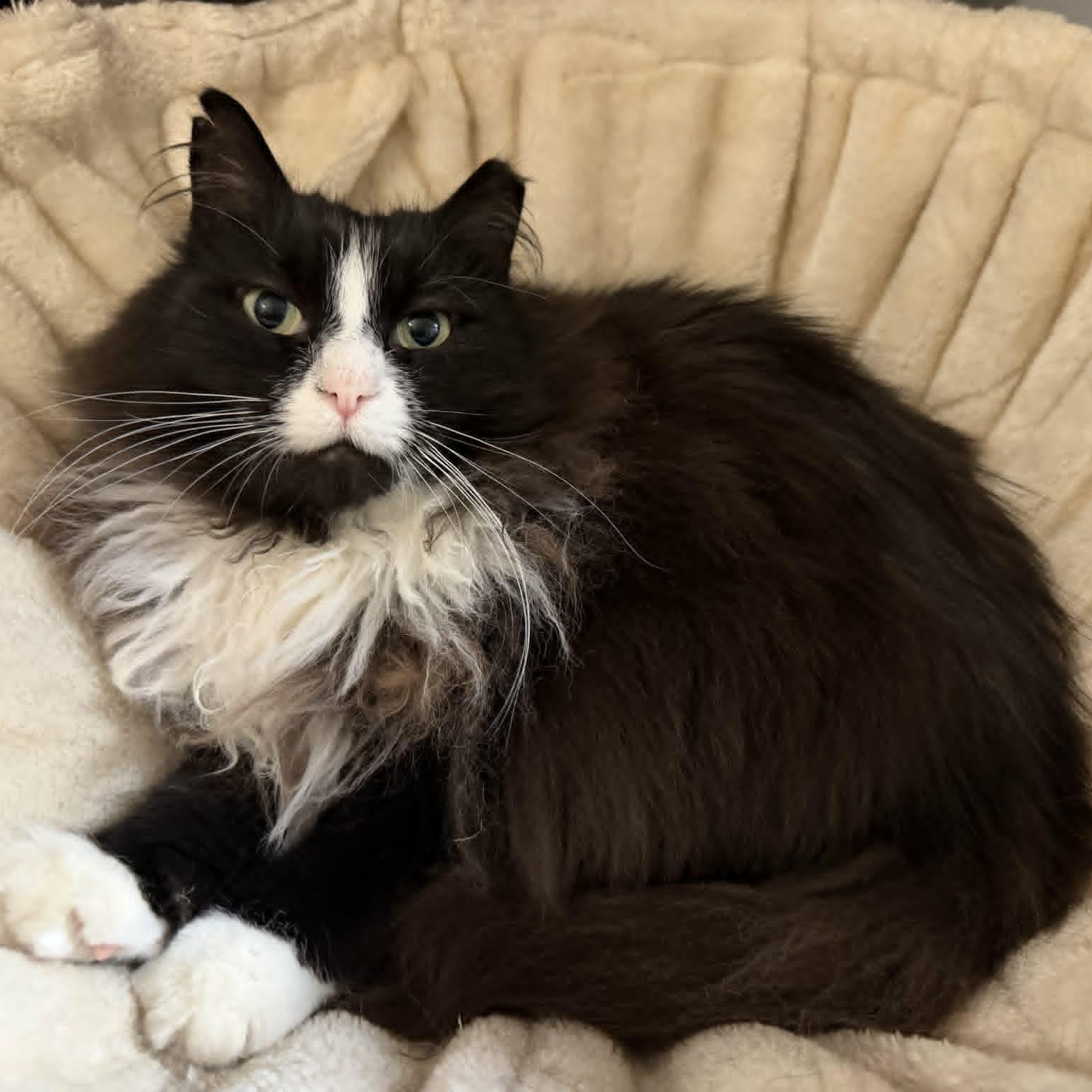 Enlarge Wendy (Sweet Girl), a Adoptable Domestic Long Hair in Rochester, NY image 1/5