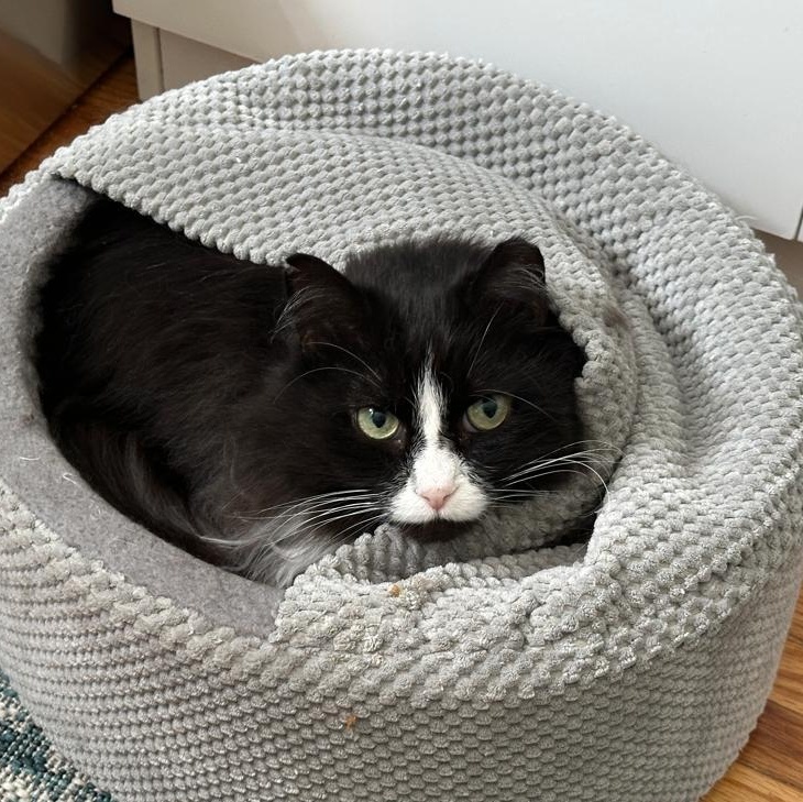 Enlarge Wendy (Sweet Girl), a Adoptable Domestic Long Hair in Rochester, NY image 3/5